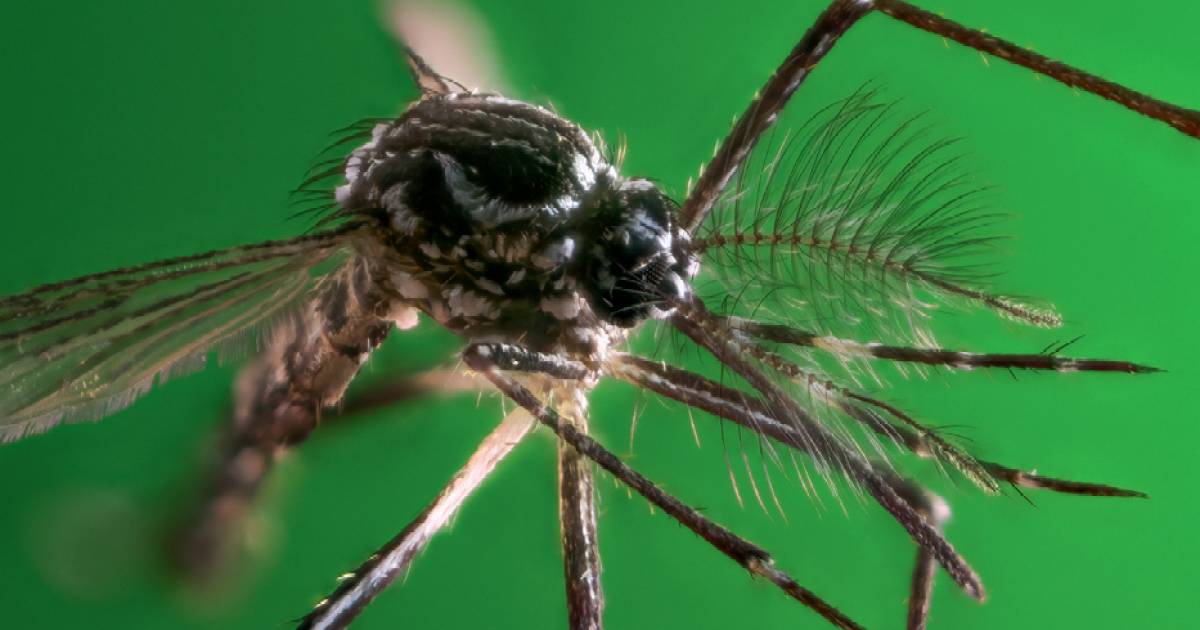 São Paulo ultrapassa 58 mil casos de dengue e soma 42 mortes em 2026