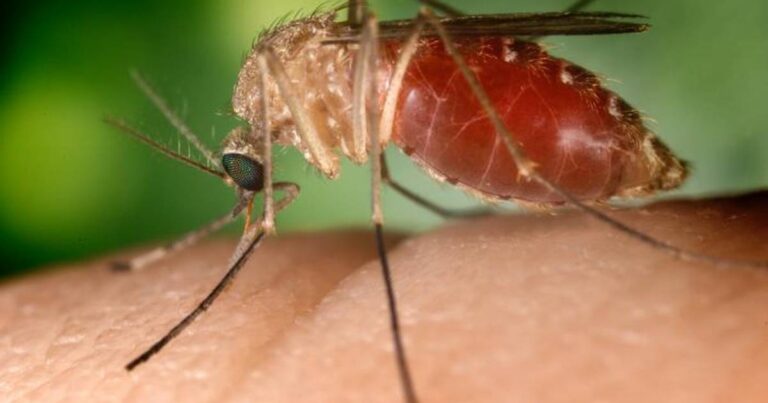 Mudanças climáticas e o alerta para a segurança sanitária global