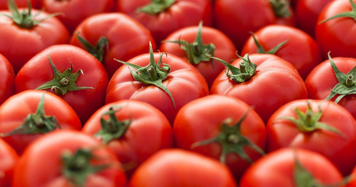 Estudo avalia impacto do consumo de molho de tomate na saúde hepática